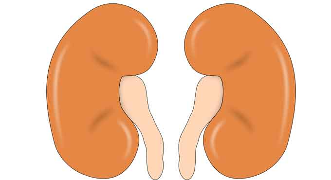 Covid-hit people must keep kidney health in check: Experts