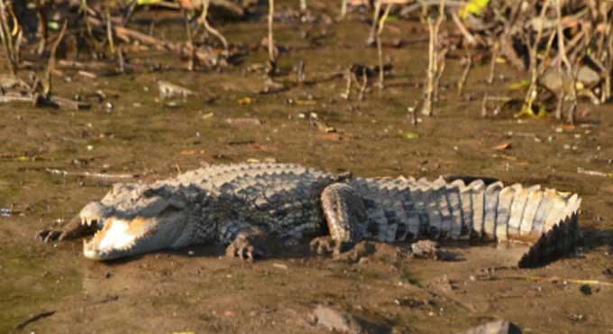 Crocodile attacks man, rips off his leg in Uttar Pradesh