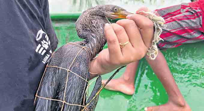 Bird lovers rescue Oriental Darter near Ameenpur lake