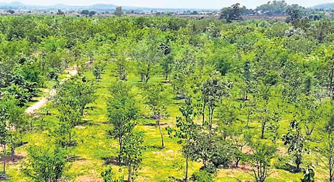 Officials go all out to rejuvenate barren forest land in Nirmal district