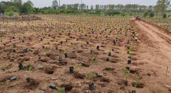 Green India Challenge to plant 1 million saplings in an hour, eyes World Record