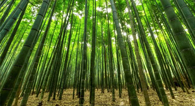 How arrival of land plants affected Earth’s climate control system