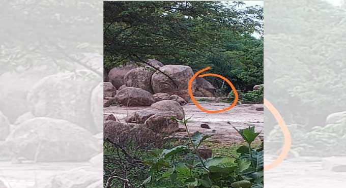 Leopards on prowl near Mallanna Sagar project in Siddipet