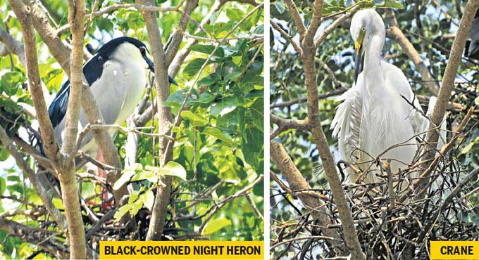 Defunct cement unit in Mancherial turns haven for winged visitors