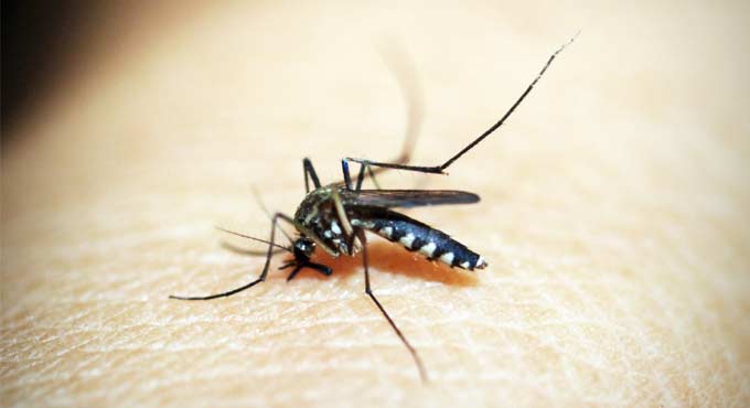Now, dengue menace creates havoc in Odisha