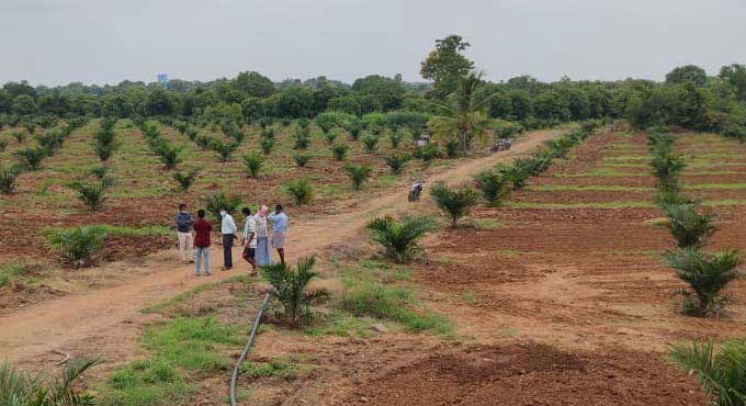 Incentives for oil palm growers in Telangana