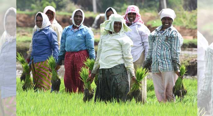 Paddy transplantation