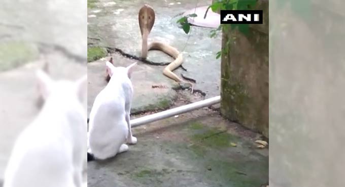 Pet cat protects Bhubaneswar family from cobra, stands guard for 30 mins