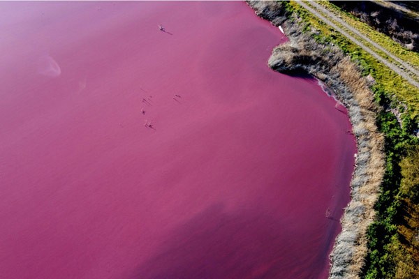 Know how this lagoon has turned pink by itself 