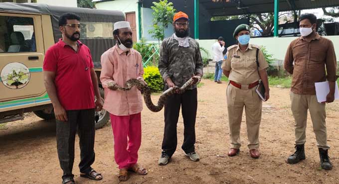 Rock python rescued and released in Bhupalpally