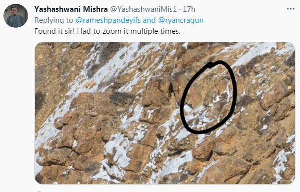 Phantom cat leaves Tweeple goggly-eyed