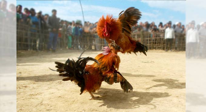 Ten held for illegal rooster fight in Hyderabad