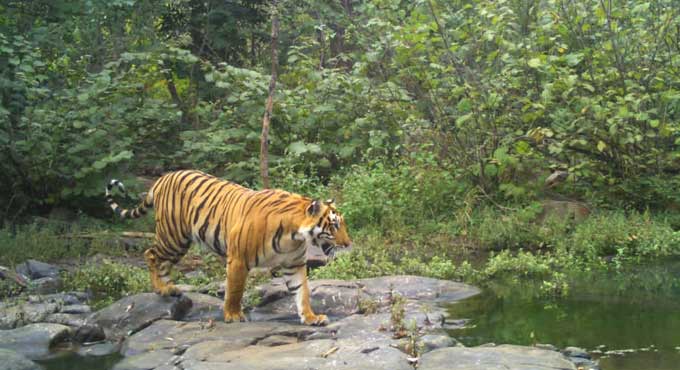 Number of tigers