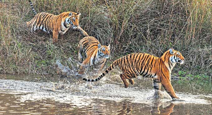 Wildlife photographers
