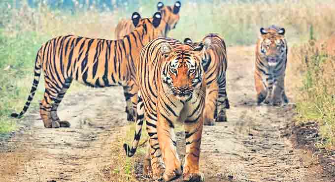 Tigers