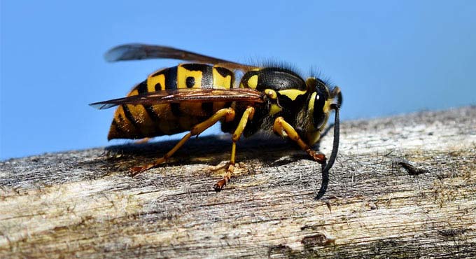 Wasps-inspired surgical tool for keyhole surgeries