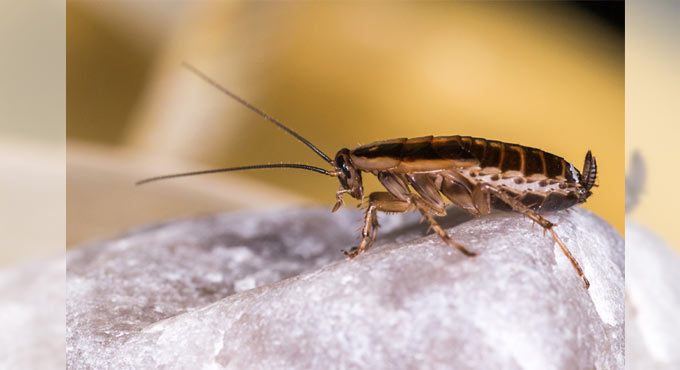 Watch: The Tokyo Olympic Games has a new spectator, a cockroach