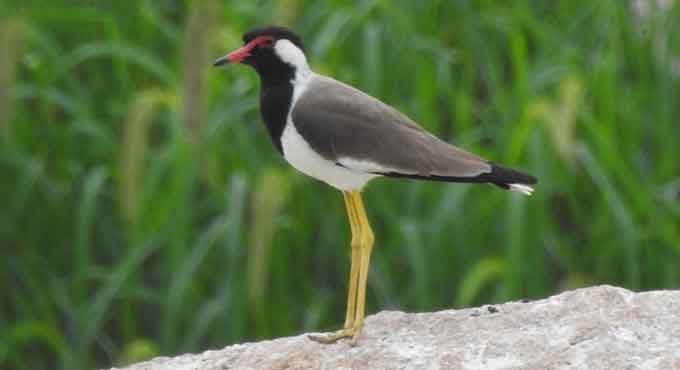 Hyderabad: Birdwatchers identify 40 different birds in NITHM