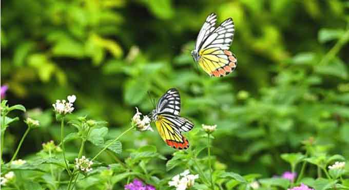 Visakhapatnam zoo to hold Butterfly Workshop on August 4