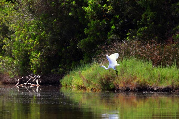 Shy Albanian pelicans thrive during pandemic