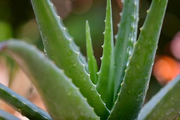 Neem & Aloe Vera should be on your list