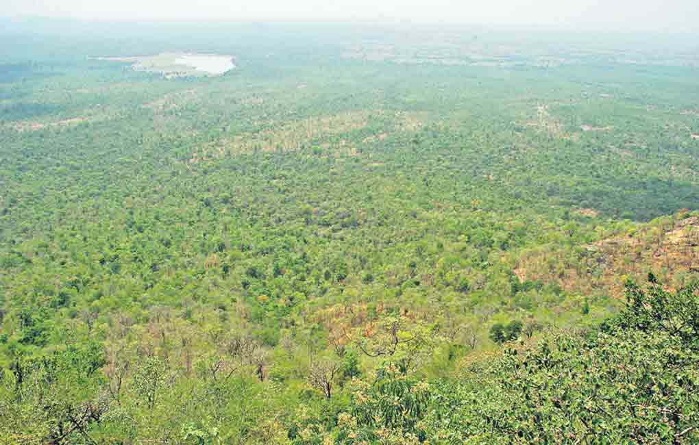 Telangana: Illegal cattle grazing threatens Amrabad Tiger Reserve
