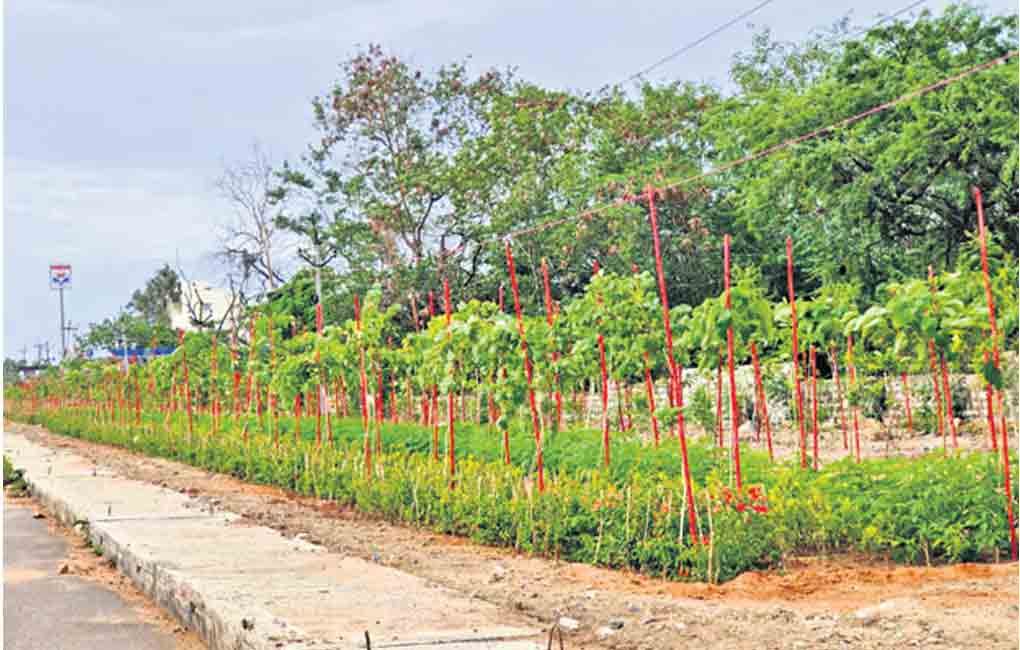 Avenue plantation picks pace in Telangana