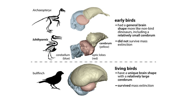 Birds’ brain may hold clue why they outlived other dinosaurs