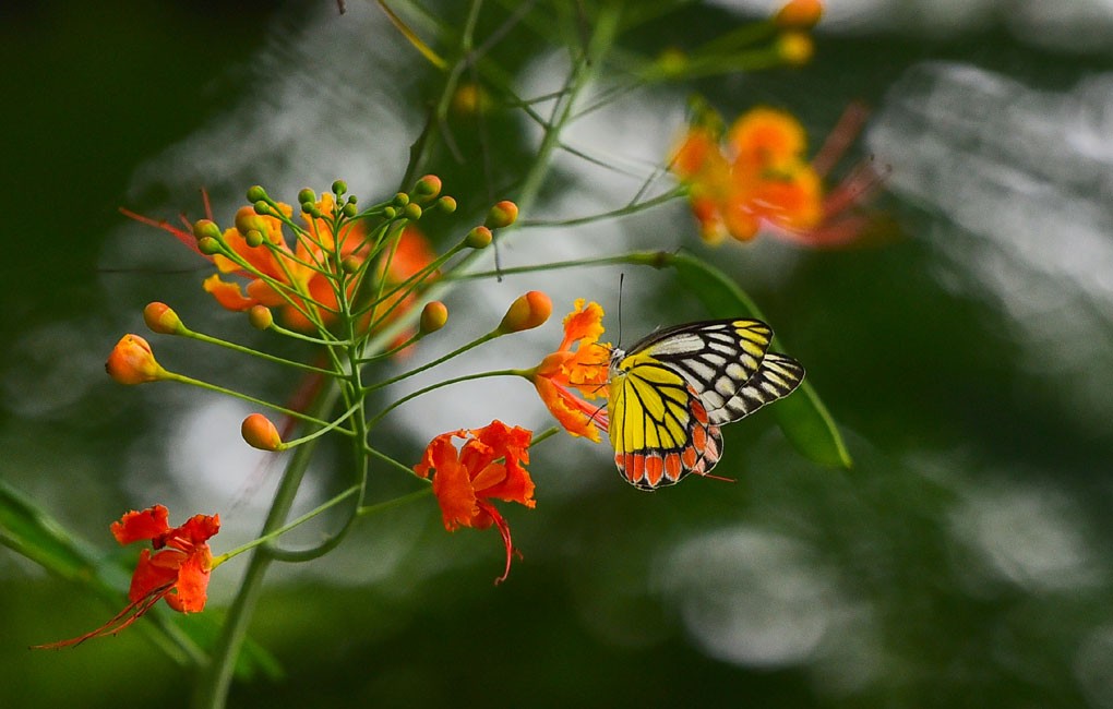 Osmania University to become sanctuary for butterflies