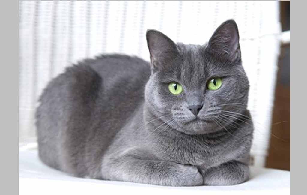 Cats prefer free food rather than working for it: Study