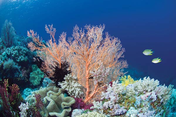Corals survive heat with bacterial help
