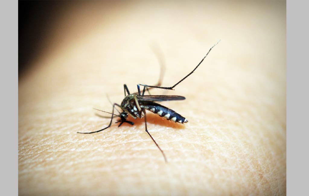 Everything you need to know about mosquito-borne diseases
