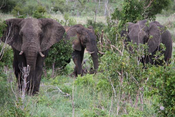 Covid-19 hampering Zimbabwe’s elephants conservation efforts