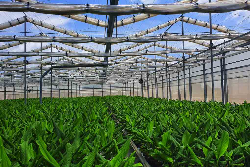 Simply Fresh to expand hydroponics farms in Telangana