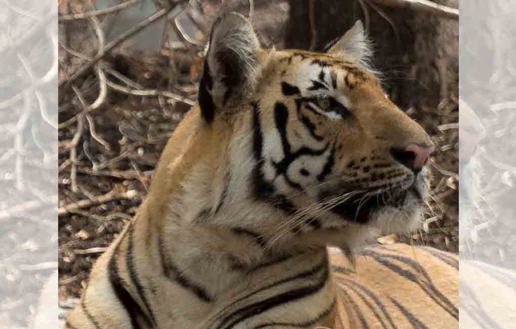 Kawal abuzz as Gabbar heads to the forest