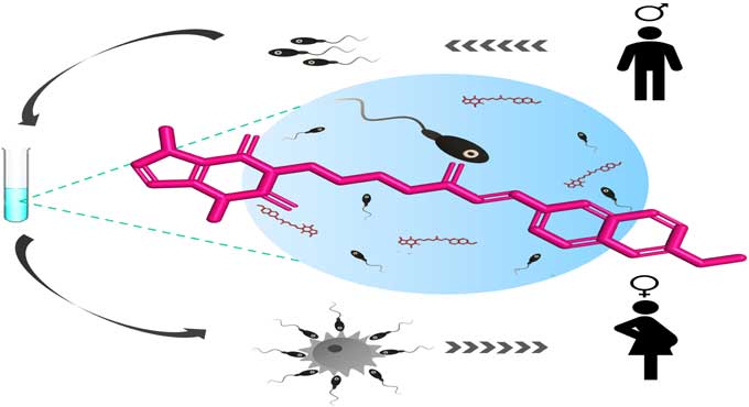 IIT-H, KMC develop molecule ‘mPTX’ to enhance sperm competence for IVF