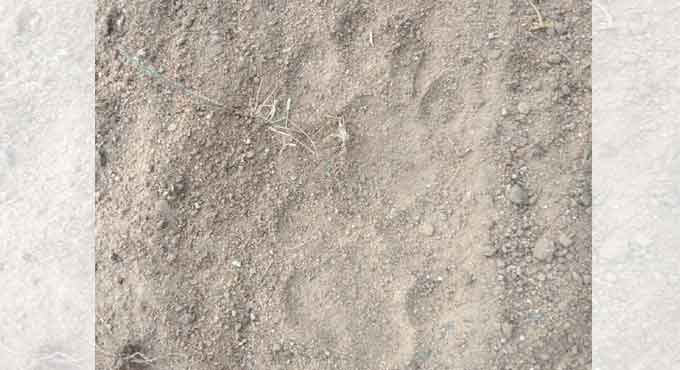 Leopard kills calf in Sangareddy village