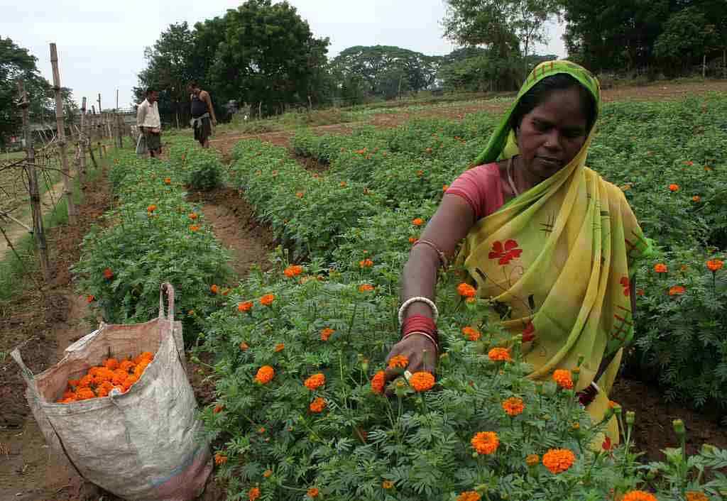 Friends jumpstart business with marigold flowers