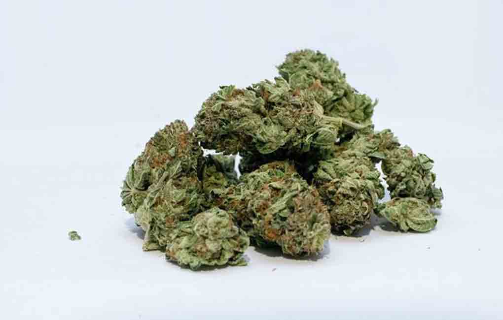 Marijuana use among children, youngsters rising in Warangal