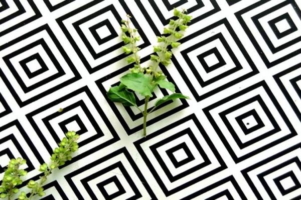 Beat Monsoon blues with ancient herb remedies