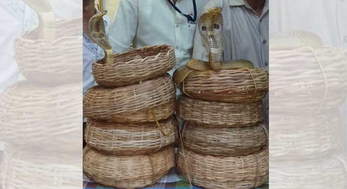 Naga-Panchami