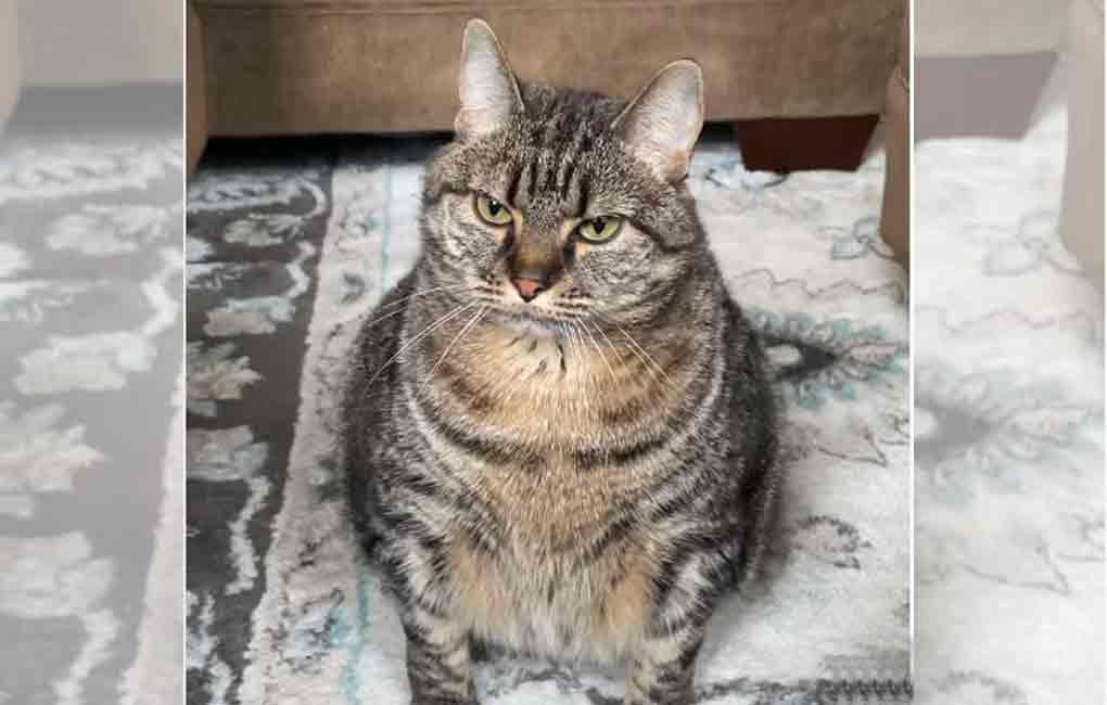 Watch: This obese cat is stealing hearts on the internet