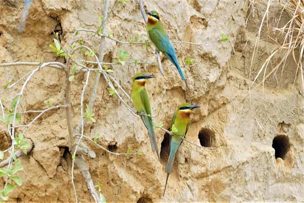 This Haiderpur wetland guide has spread his wings