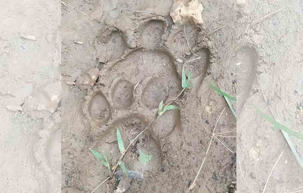 Tiger movement in erstwhile Warangal keeps people, forest officials on tenterhooks