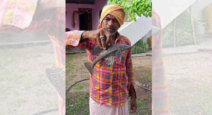 Rare fish found in rivulet in Jagitial