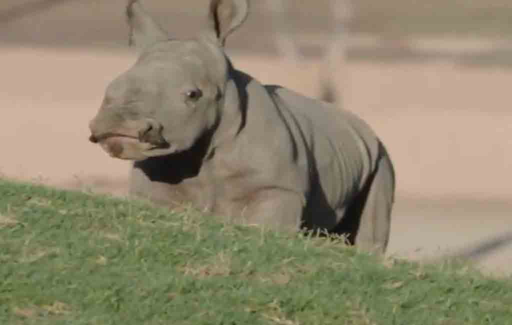 This video of rare Southern white rhino at San Diego will cheer you up