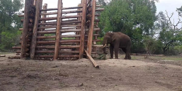 Elephant released into Mudumalai Tiger Reserve, returns to village