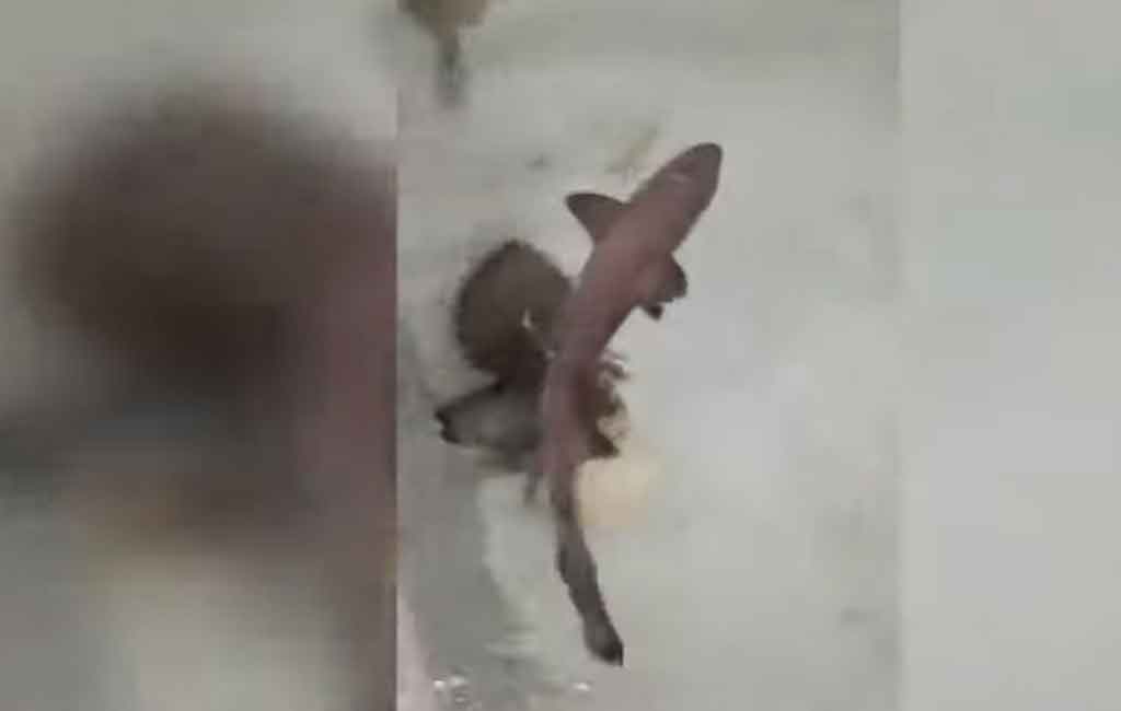 Watch: Smooth-hound shark is born in a tank full of females