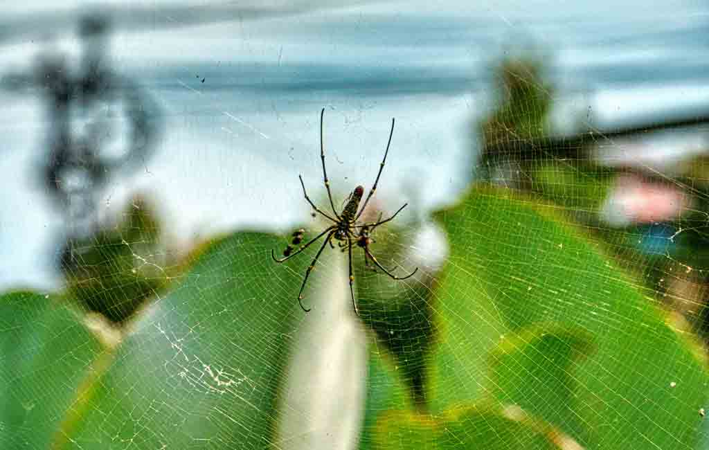 Have you ever seen a spider weaving its web?