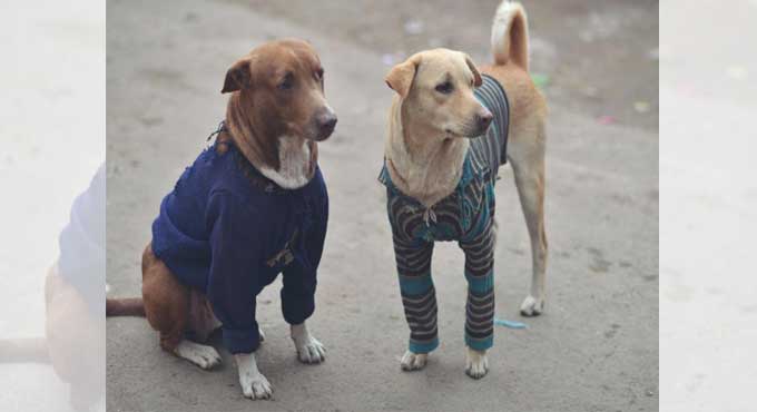 Almost 300 stray dogs killed with poisonous injections in Andhra Pradesh